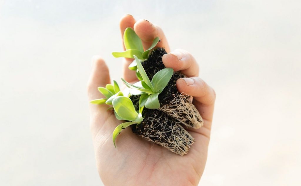 plant sprouts in the hand